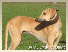BATAL EMIR AG Dalvit